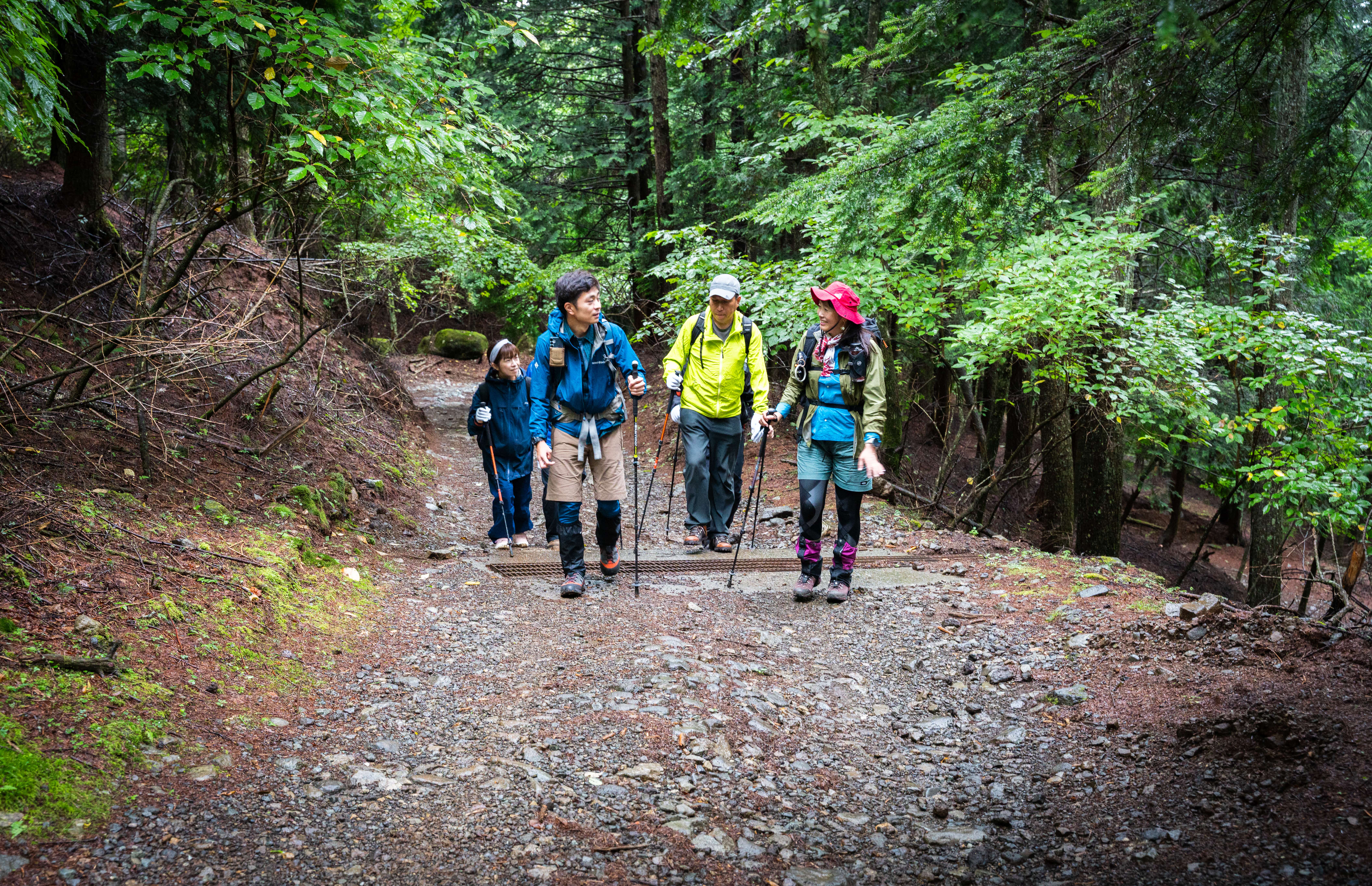 クマガイソウ保護活動の様子